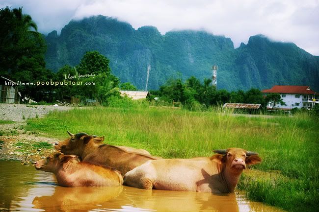 หลวงพระบาง ที่พัก