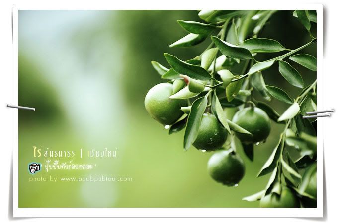 ไร่ส้มธนาธร