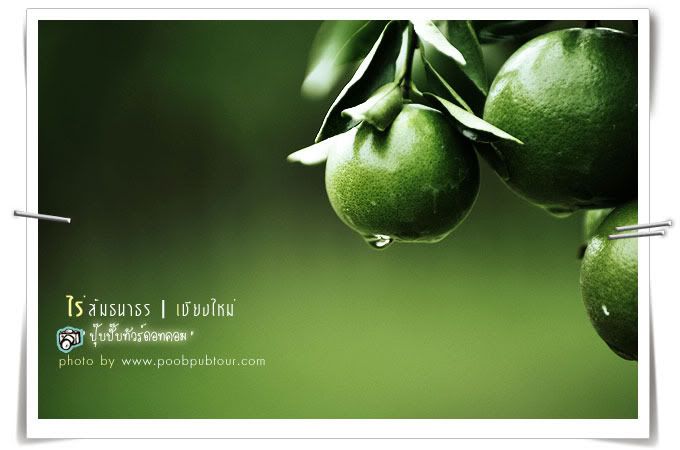 ไร่ส้มธนาธร