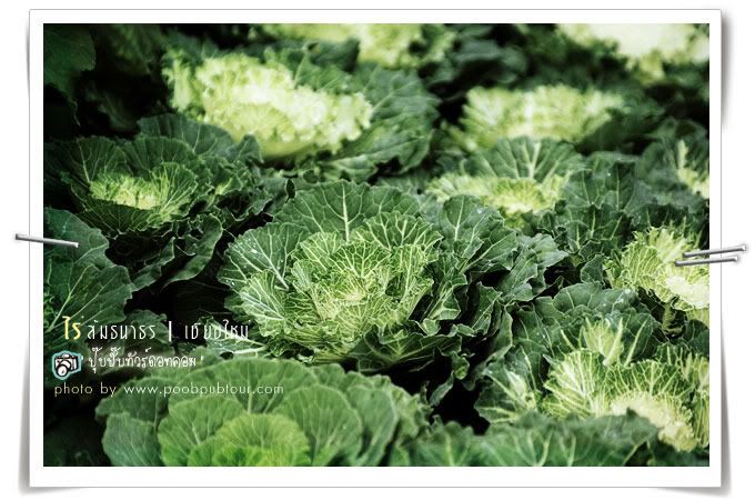 ไร่ส้มธนาธร
