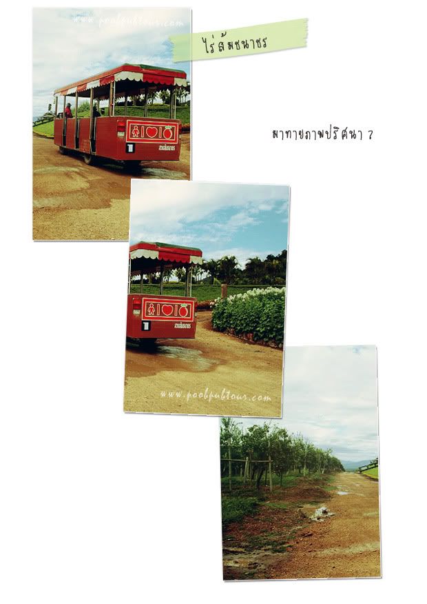 ไร่ส้มธนาธร