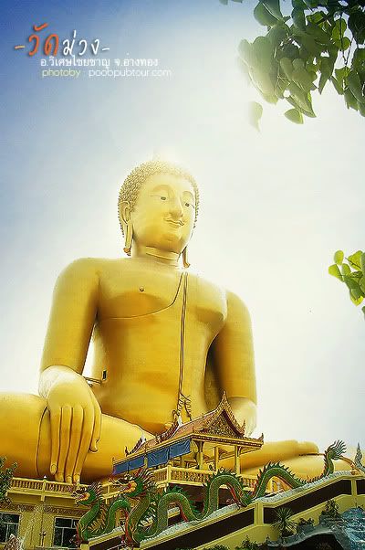 วัดม่วง8