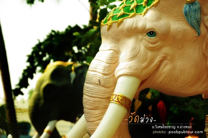 ช้าง