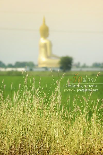 วัดม่วง1