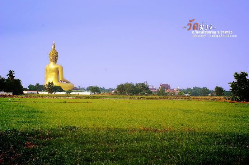 วัดม่วง6
