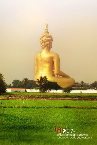 วัดม่วง7