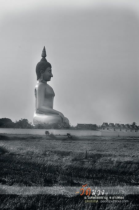 วัดม่วง6