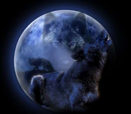 Howling Moon Pictures, Images and Photos