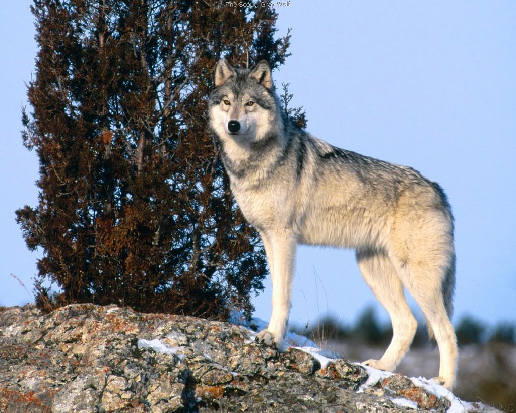 Thin Wolf