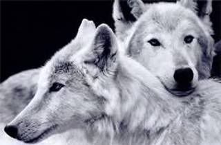 white wolf Jay Pictures, Images and Photos