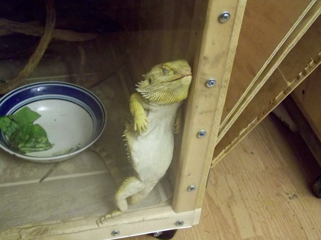 Bearded Dragon Funny