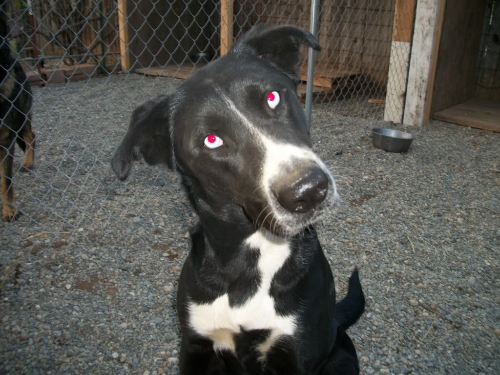 Red Eyed Husky