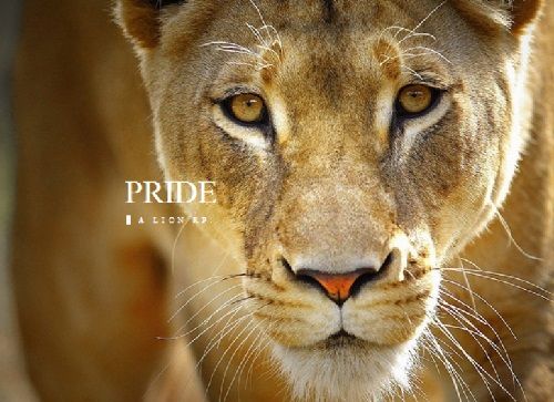 Pride, A Lion RP