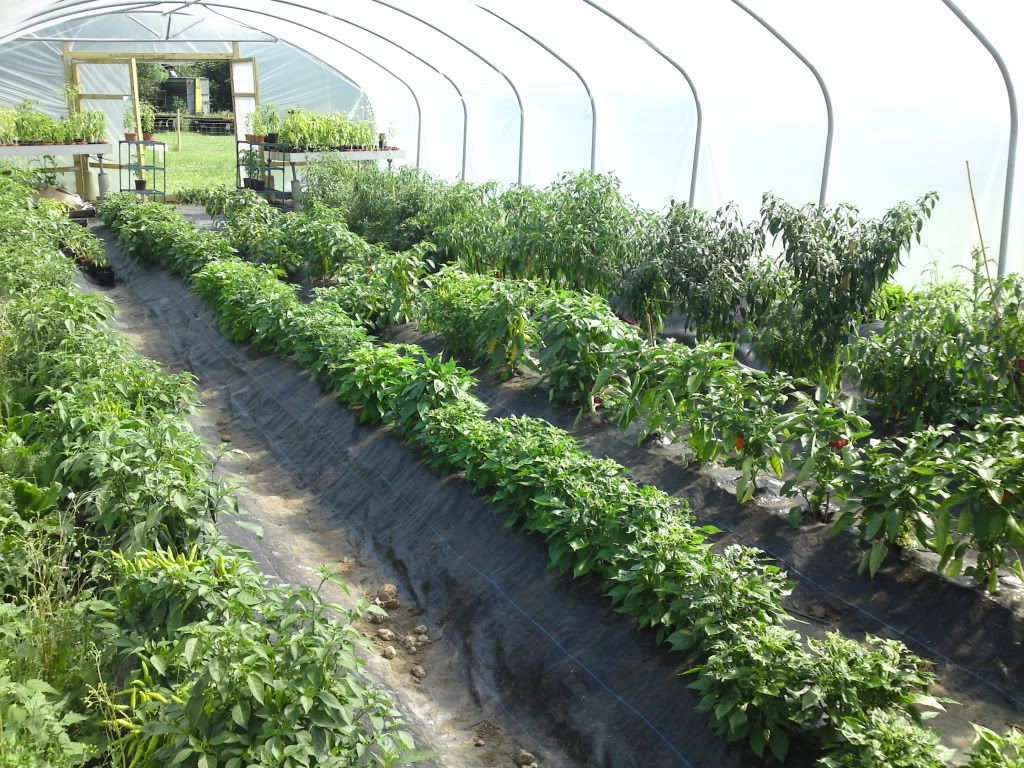 Maturing Chilli Tunnel