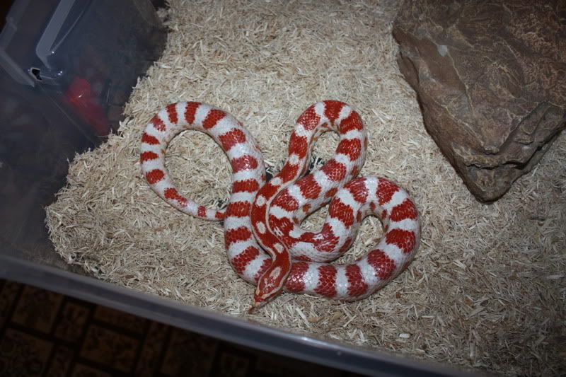 redcandycane.jpg