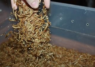 Sorting Mealworms