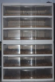 mealworm rack