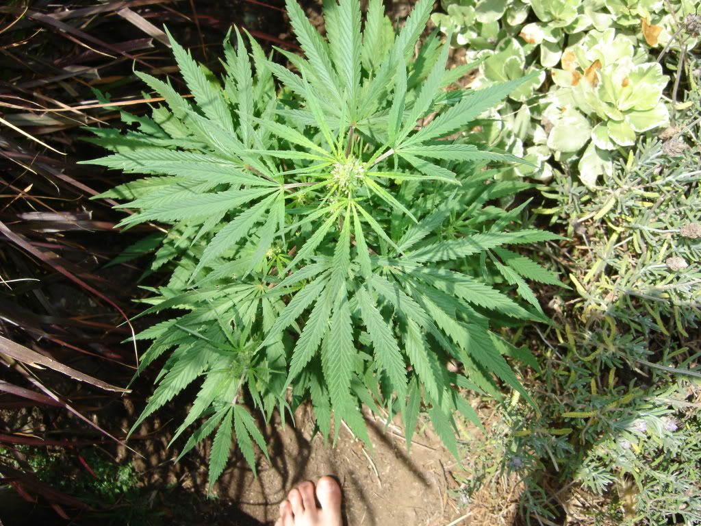 2 months old outdoor beginner grow Grasscity Forums