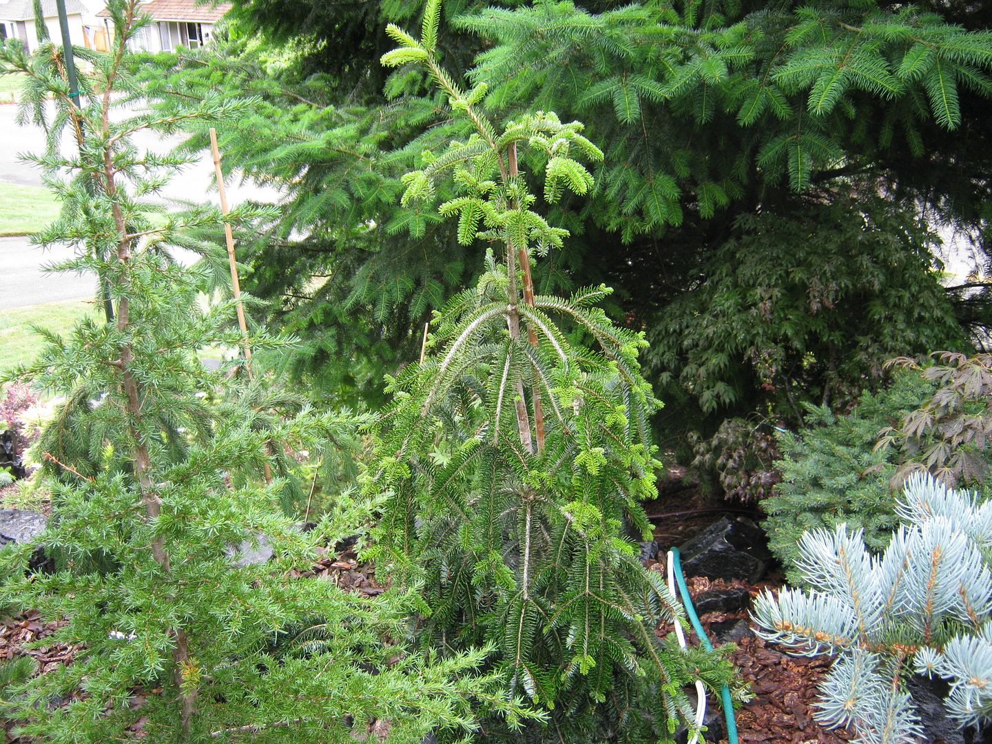 Abies Alba Pendula