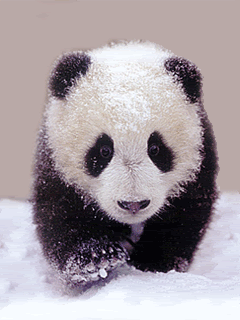 moving panda Pictures, Images and Photos