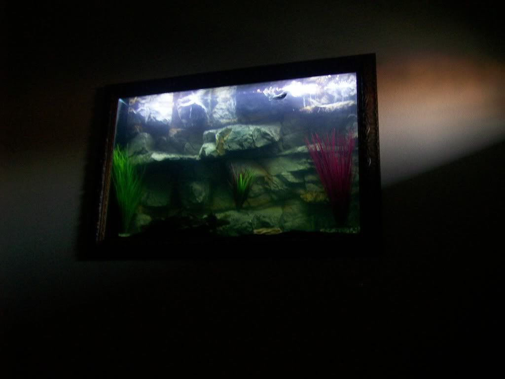 AquaTerra/Pangea 3D backgrounds Page 5 Cichlid Fish Forum