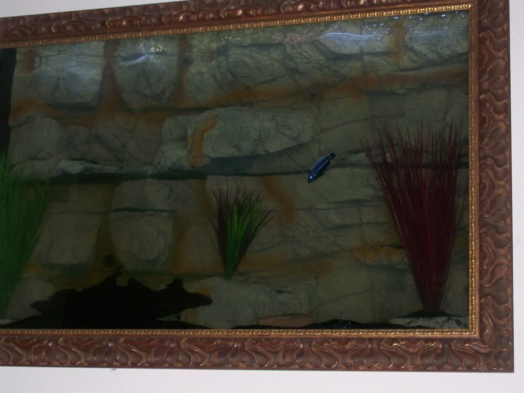 AquaTerra/Pangea 3D backgrounds Page 5 Cichlid Fish Forum