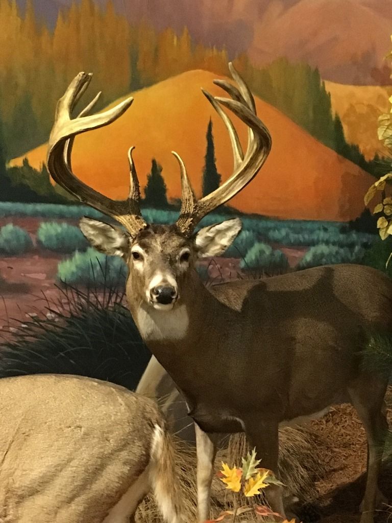 Cabela's bucks - The Hunting Beast