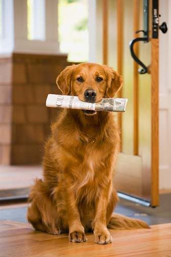 dog-training photo:agility training dogs 