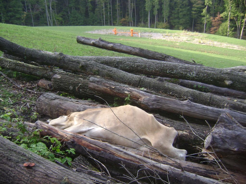 share this story of a Jersey's last breath (GRAPHIC photos) - Homesteading Questions