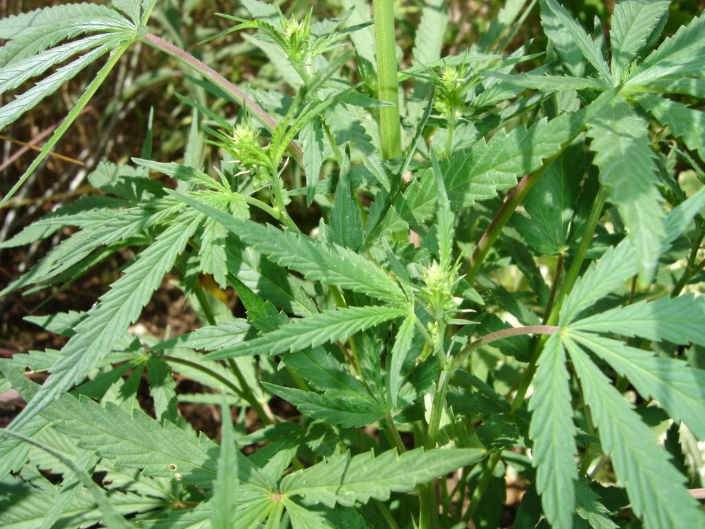 2 months old outdoor beginner grow Grasscity Forums