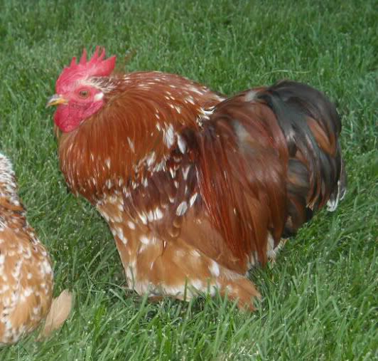 Trio of Bantam Millie Fleur Cochins | BackYard Chickens - Learn How to ...